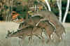 deer.jpg (143156 bytes)